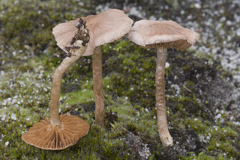 Cortinarius casimiri